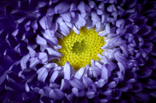 Callistephus chinensis <br>ASTER GIANT POMPOM MIX
