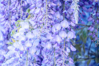 Wisteria sinensis <br>BLUE WISTERIA