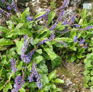 Wulfenia carinthiaca <br>COW'S FOOTPRINT