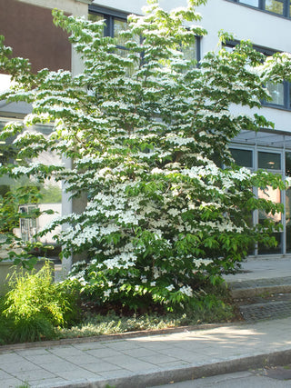 Cornus kousa chinensis <br>CHINESE DOGWOOD