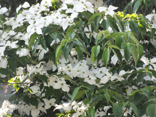 Cornus kousa chinensis <br>CHINESE DOGWOOD