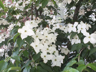 Cornus kousa chinensis <br>CHINESE DOGWOOD