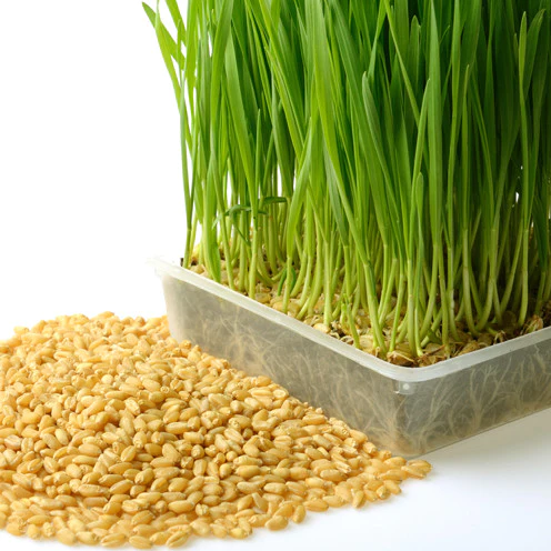 WHEATGRASS, HARD RED WINTER WHEAT SPROUTING SEEDS 45g