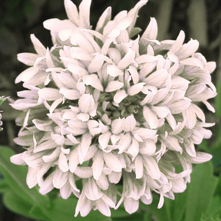 BLANKET FLOWER 'SUNDANCE CREAMY WHITE' Gaillardia pulchella