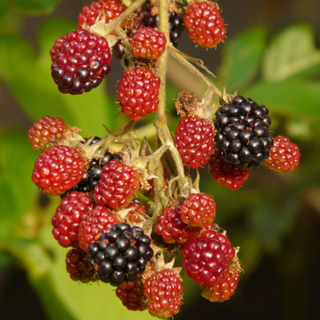 SAND RASPBERRY, SAND BLACKBERRY <br>Rubus cuneifolius