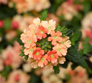 Verbena hybrida <br>OBSESSION APRICOT VERBENA