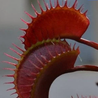 VENUS FLYTRAP 'CLAYTON'S VULCANIC RED' <br>Dionaea muscipula