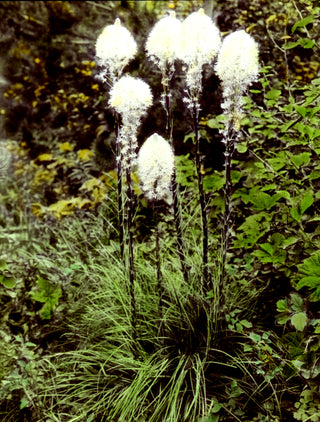 Xerophyllum tenax <br>BEAR GRASS