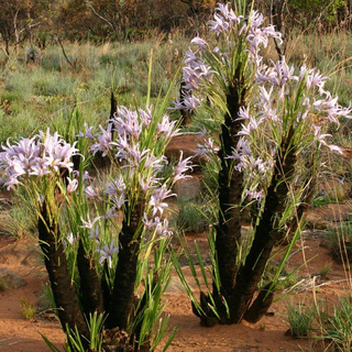 Xerophyta retinervis <br>BLACK STICK LILY