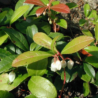 WINTERGREEN AMERICAN, CHECKERBERRY, TEABERRY, BOXBERRY <br>Gaultheria procumbens