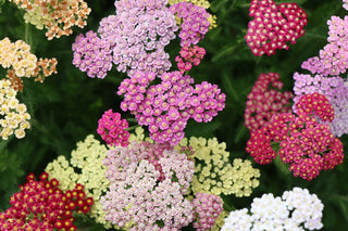 Achillea millefolium <br>FRUITBOWL FLOWERBURST YARROW