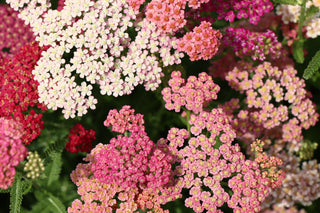 Achillea millefolium <br>FRUITBOWL FLOWERBURST YARROW