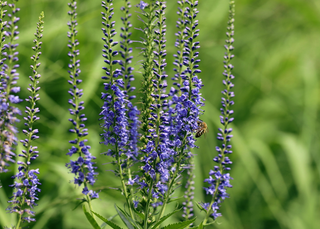 Veronica spicata <br>SPIKED SPEEDWELL MIX