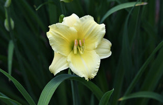 Hemerocalis <br>DAYLILY MINIATURE EARLY BLOOMERS MIX