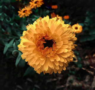 Calendula officinalis <br>COMPACT DOUBLE CALENDULA, POT MARIGOLD