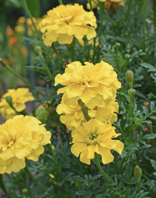 Tagetes patula <br>MARIGOLD 'VANILLA CREAM'