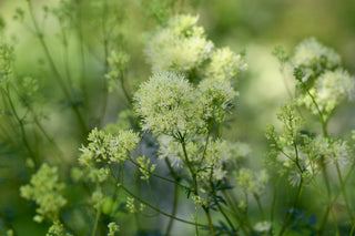 Thalictrum lucidum <br>SHINING MEADOW RUE