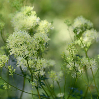 Thalictrum aquilegiifolium <br>WHITE MEADOW RUE