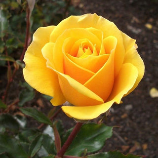 Rosa <br>YELLOW BUSH ROSE