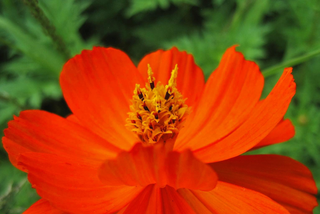 Cosmos sulphureus <br>RED DOUBLE COSMOS