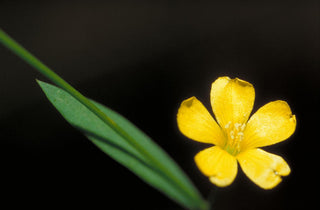 Linum capitatum <br>YELLOW BALKAN FLAX