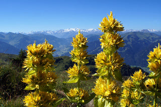 Gentiana lutea <br>GOLDEN YELLOW GENTAIN