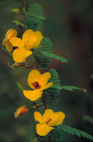 Chamaecrista fasciculata <br>PARTRIDGE PEA