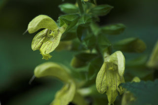 Salvia glutinosa <br>STICKY SAGE, JUPITER'S SAGE