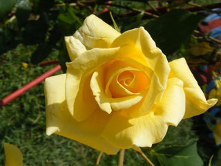 Rosa <br>YELLOW BUSH ROSE