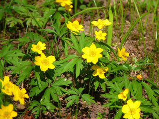 Anemone ranunculoides <br>YELLOW ANEMONE