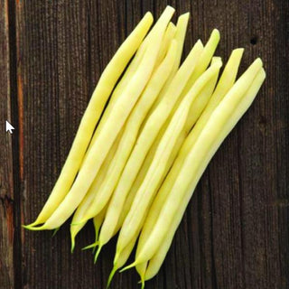 Phaseolus vulgaris <br>BEAN YELLOW BUSH