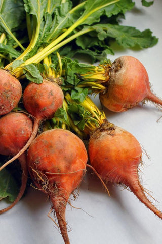 Beta vulgaris <br>BEETS GOLD COLOURED