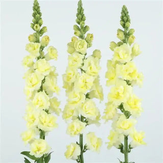Antirrhinum <br>SNAPDRAGON DOUBLE YELLOW