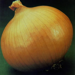 Allium cepa <br>ONION SWEET YELLOW