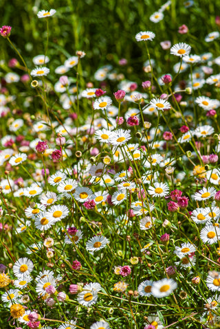 Erigeron karvinskianus <br>MEXICAN FLEABANE