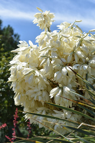 Yucca rostrata <br>SILVER BEAKED YUCCA
