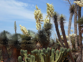 Yucca rostrata <br>SILVER BEAKED YUCCA