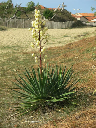 Yucca filamentosa <br>HARDY YUCCA