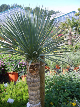 Yucca rostrata <br>SILVER BEAKED YUCCA