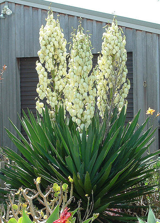 Yucca filamentosa <br>HARDY YUCCA