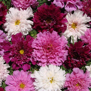 Cosmos bipinnatus <br>DOUBLE MIX COSMOS