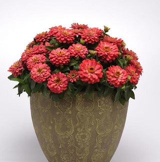zinnia double salmon