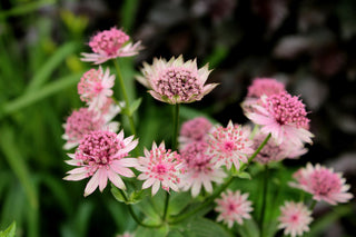 Astrantia major <br>GREATER MASTERWORT, GREAT MASTERWORT