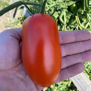 Solanum <br>TOMATO ZENZEI