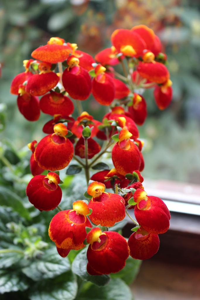 lady slipper flower seeds Calceolaria hybrida RED LADY SLIPPER – Ferri Seeds