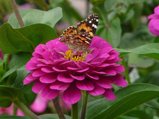 Zinnia elegans <br>ZINNIA GIANTS MIX