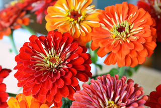 Zinnia elegans <br>ZINNIA GIANTS MIX