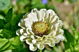 Zinnia elegans <br>ZINNIA 'DREAMLAND IVORY'