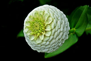 Zinnia elegans <br>LIME ZINNNIA