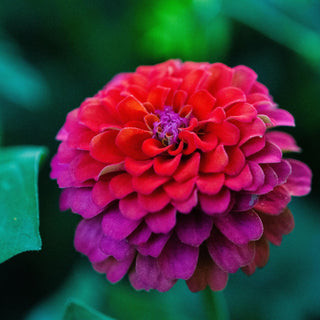 Zinnia elegans <br>ZINNIA GIANTS MIX